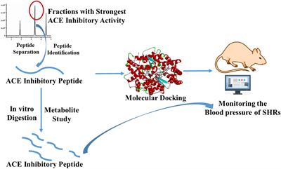 Molecular docking and antihypertensive effects of a novel angiotensin-I converting enzyme inhibitory peptide from yak bone